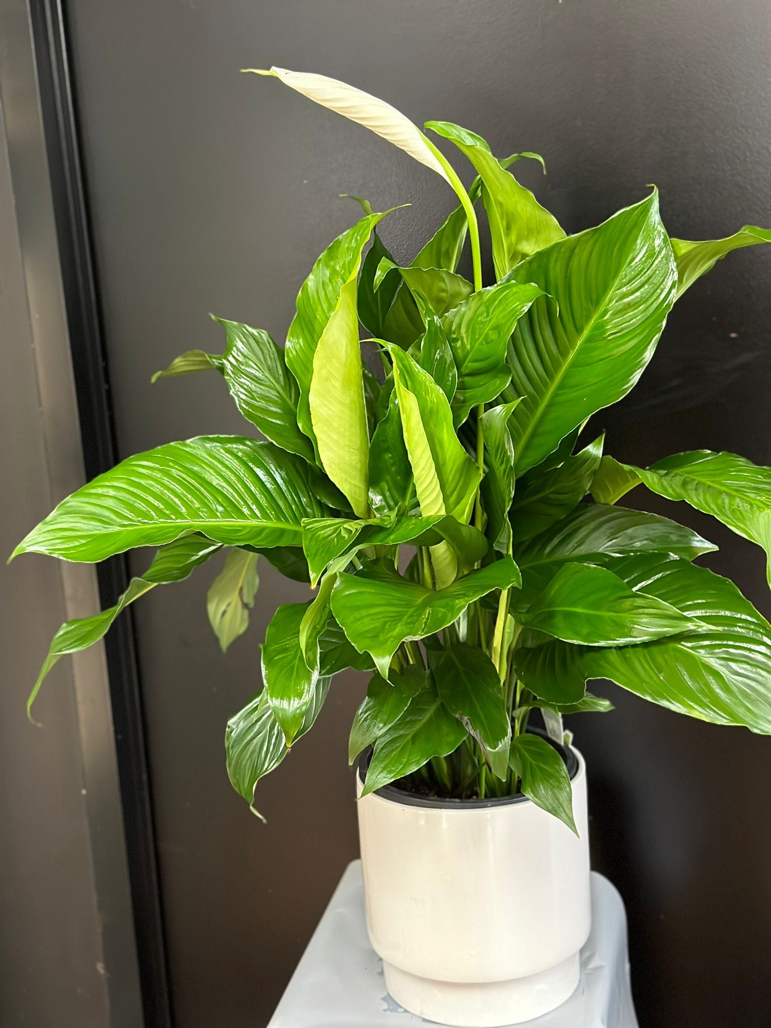 Large Peace Lily   Image 123650291 15 